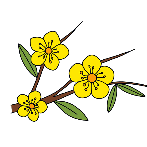 Dessin Fleur D’abricot
