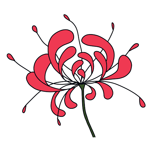 Dessin Lycoris Radiata