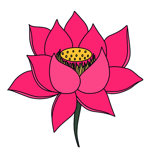 dessin-fleur-lotus-etape-4