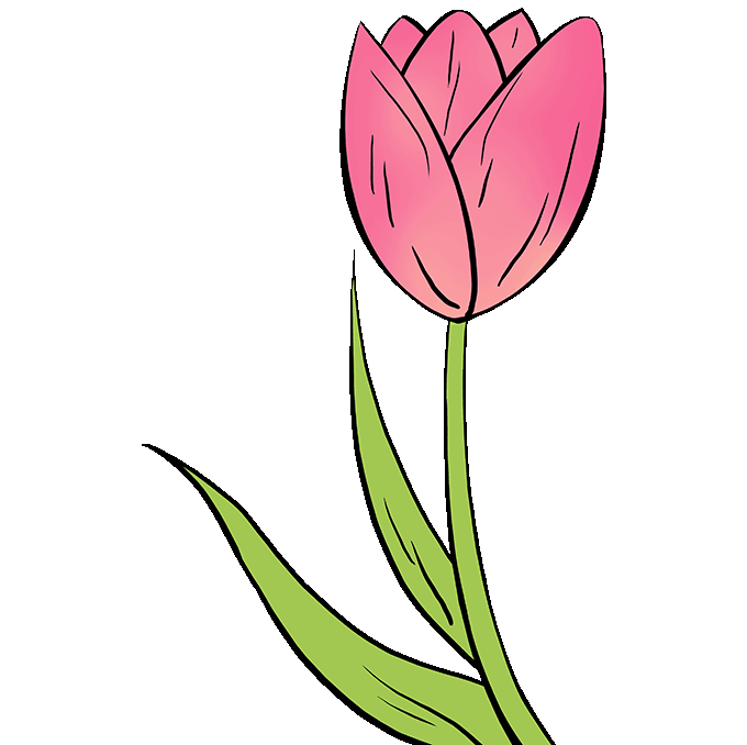 Dessin Tulipe