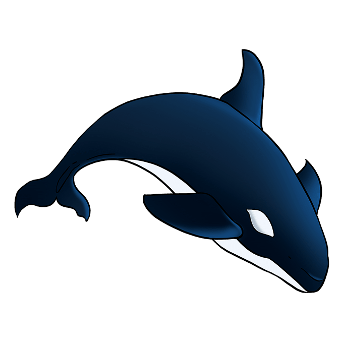 dessin-baleine-etape-8