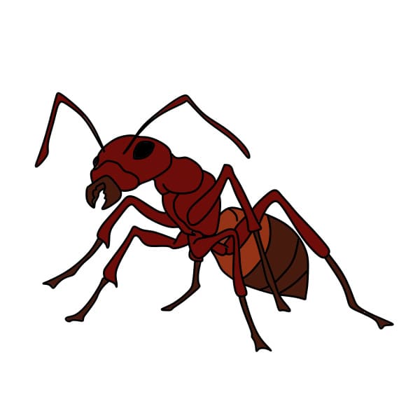 Dessiner-une-fourmi-Etape10-3