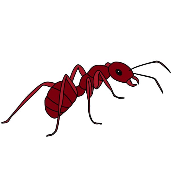 Dessiner-une-fourmi-Etape10-5