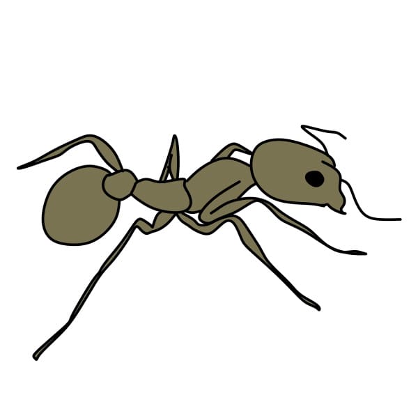Dessiner-une-fourmi-Etape7