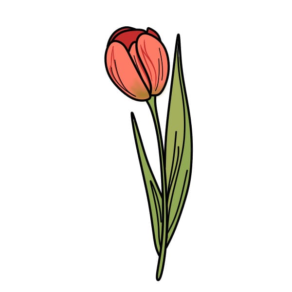 Dessiner-des-tulipes-etape5-5